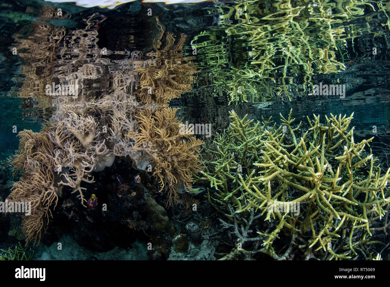 Un beau récif de corail se reflète dans la surface, Raja Ampat, en Indonésie. Banque D'Images