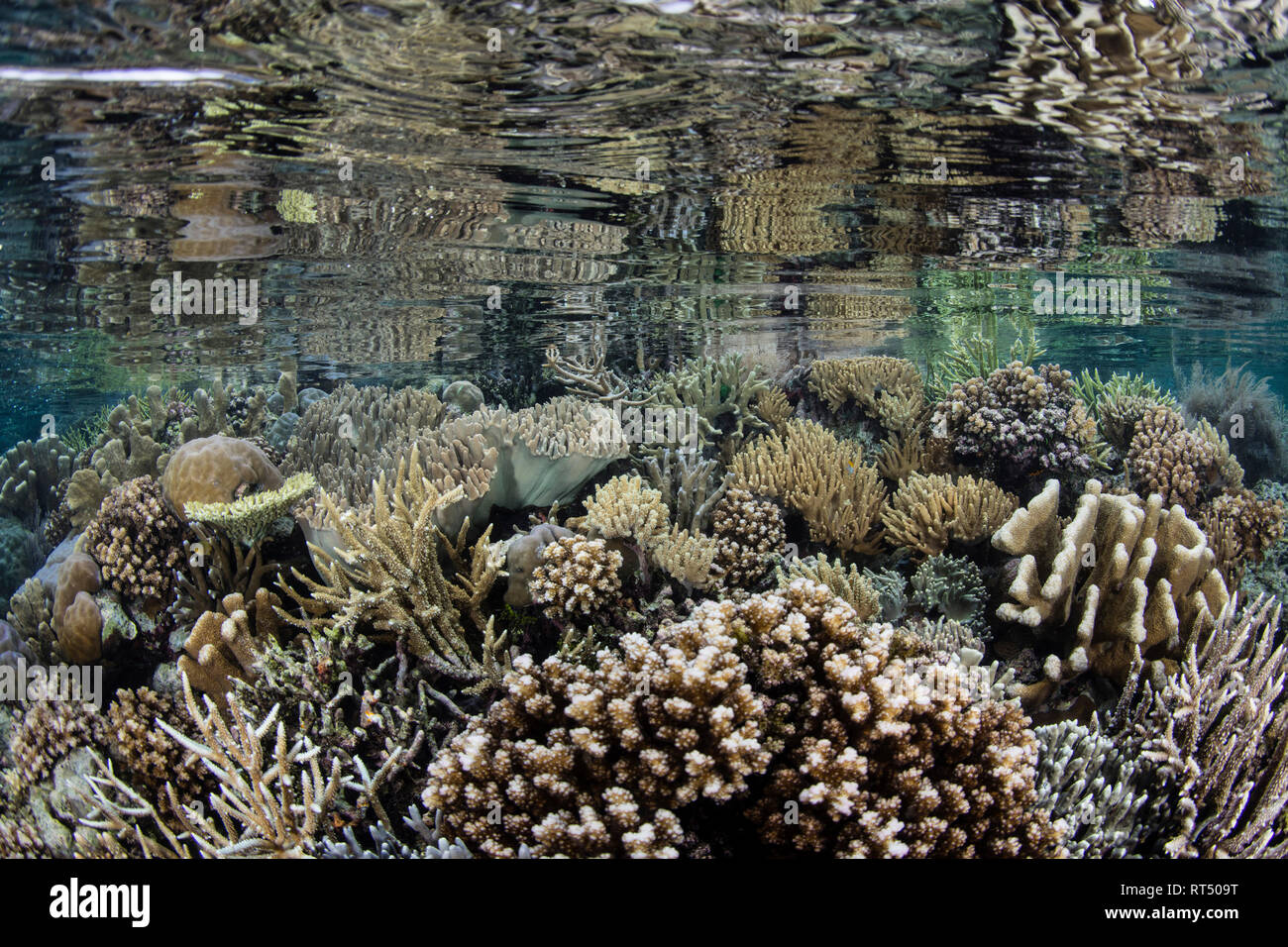 Un beau récif de corail se développe parmi les îles tropicales de Raja Ampat, en Indonésie. Banque D'Images