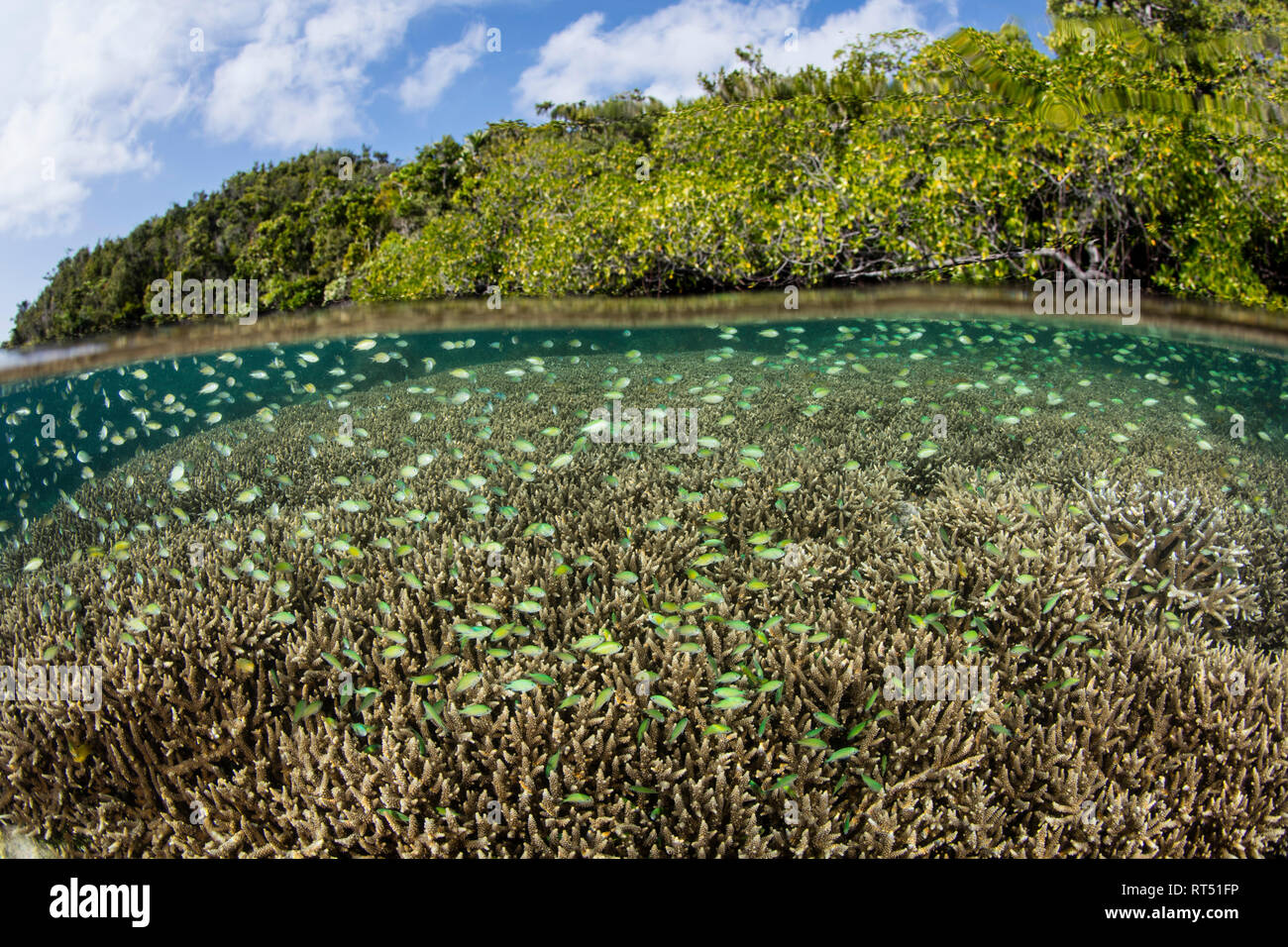 Demoiselle bleu-vert nager au-dessus d'un récif peu profond dans la région de Raja Ampat, en Indonésie. Banque D'Images Demoiselle bleu-vert nager au-dessus d'un récif peu profond dans la région de Raja Ampat, en Indonésie. Banque D'Images