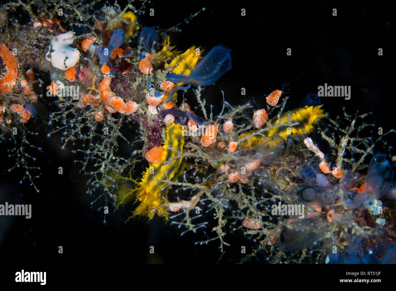 Les tuniciers colorés, d'éponges, les hydroïdes, et d'autres invertébrés croître sur un récif. Banque D'Images