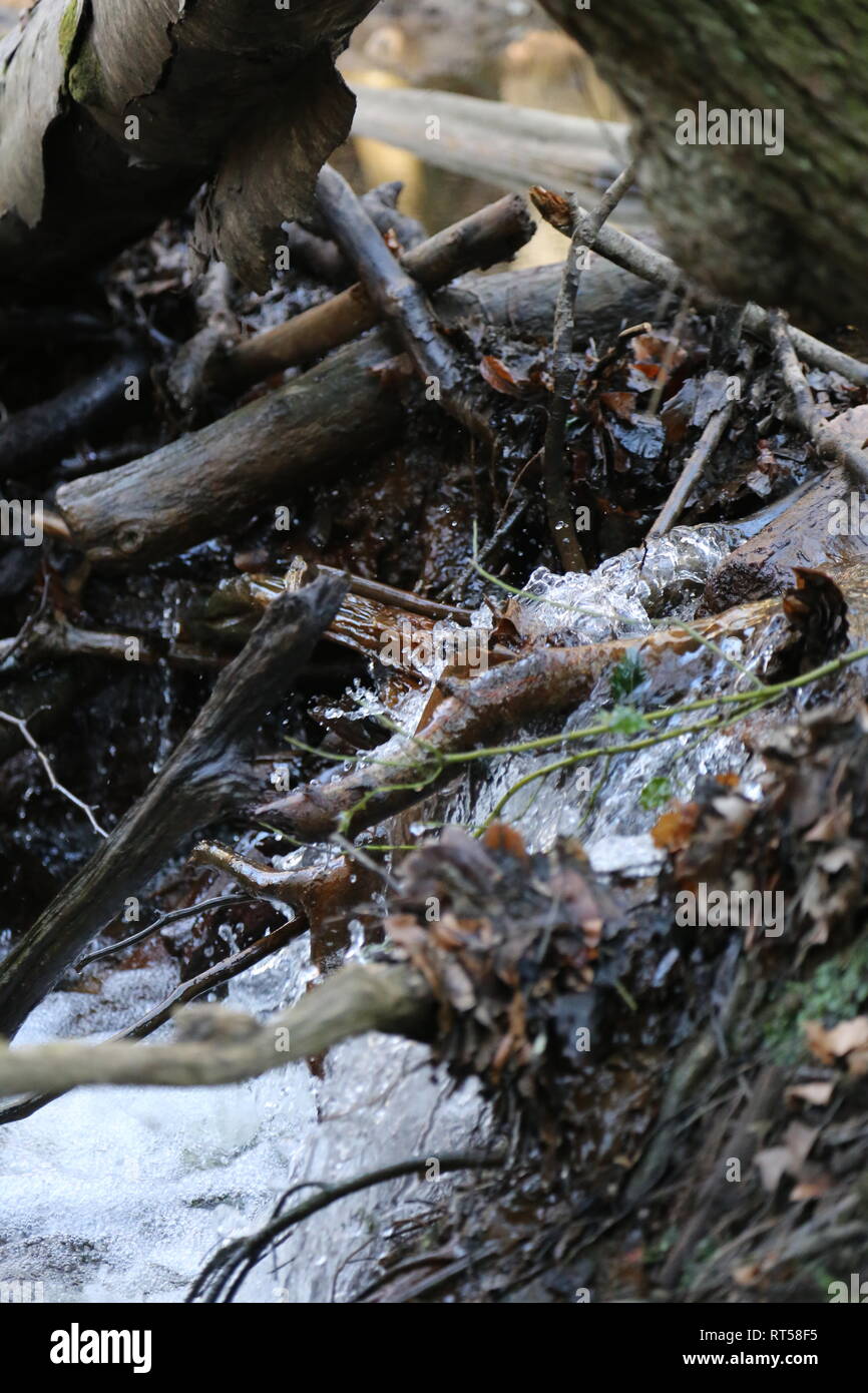 Soleil sur River dans le Sussex woodland Banque D'Images