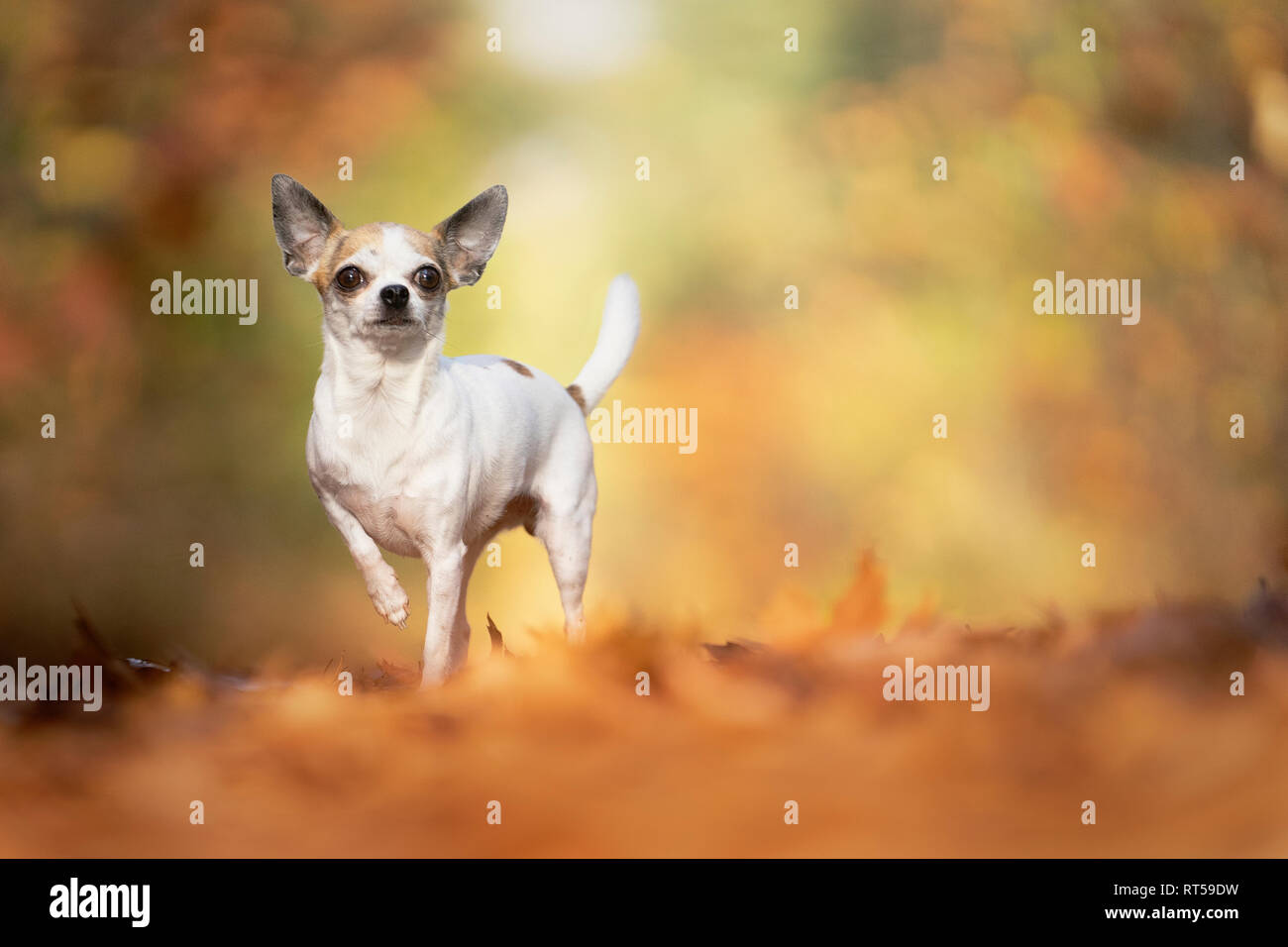 Chihuahua chien assis dans une forêt d'automne lane avec rayons et selective focus Banque D'Images