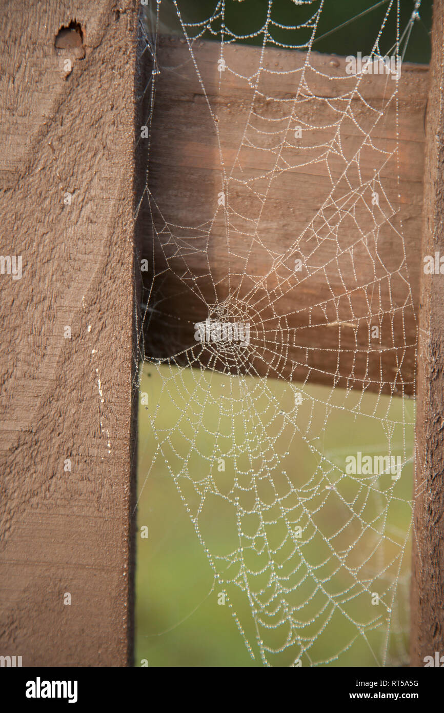 Tôt le matin d'Araignée sur une barrière en bois avec des gouttes de rosée  sur elle, à la campagne en Angleterre Photo Stock - Alamy