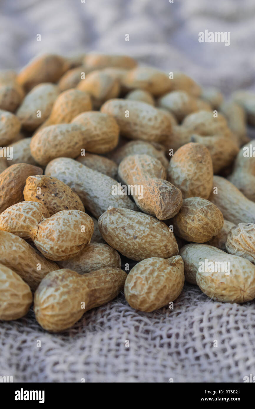 L'arachide (Arachis hypogaea) sur surface sac Banque D'Images