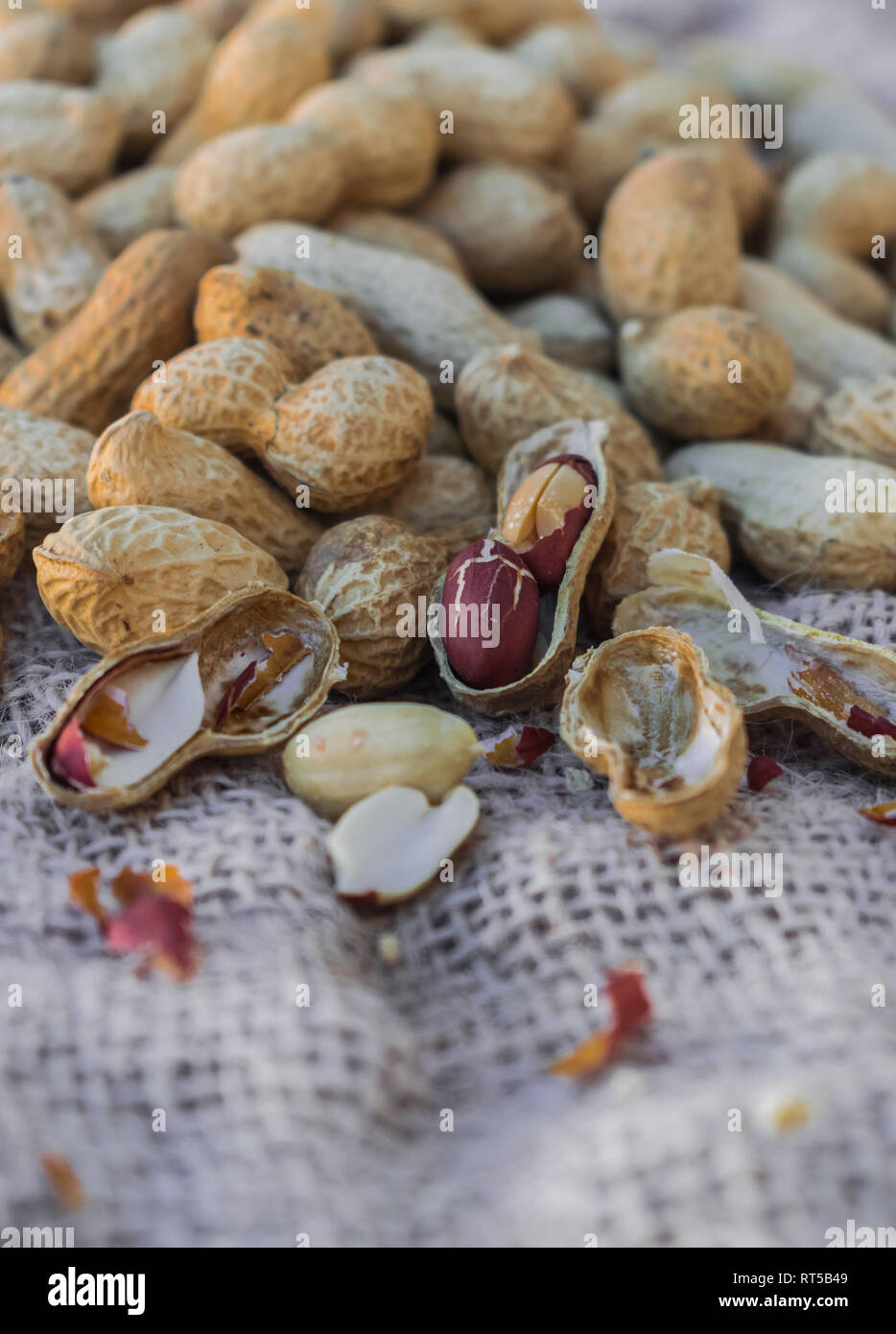 L'arachide (Arachis hypogaea) sur surface sac Banque D'Images