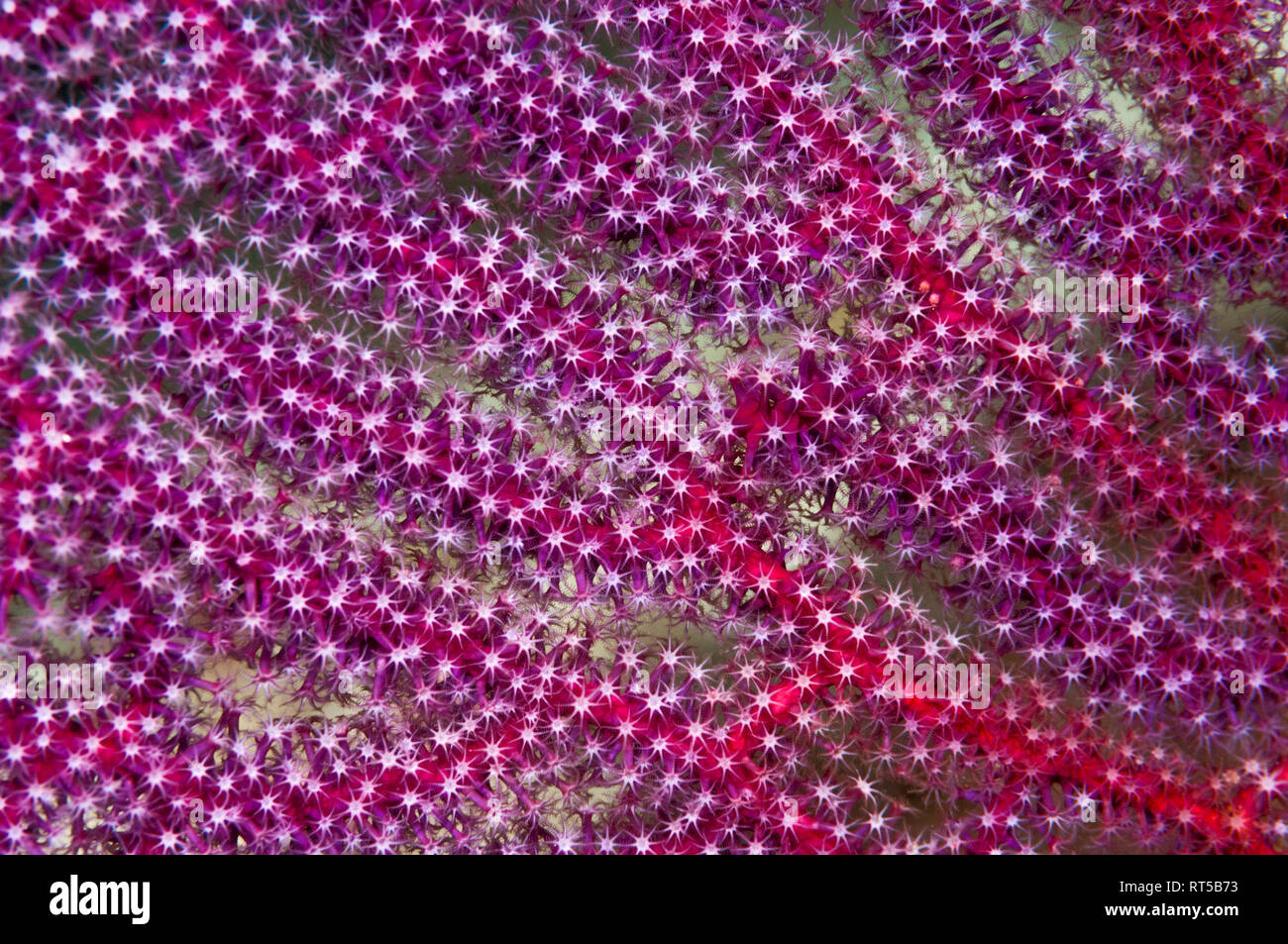 Gorgones gorgones sur les polypes. La Papouasie occidentale, en Indonésie. Banque D'Images