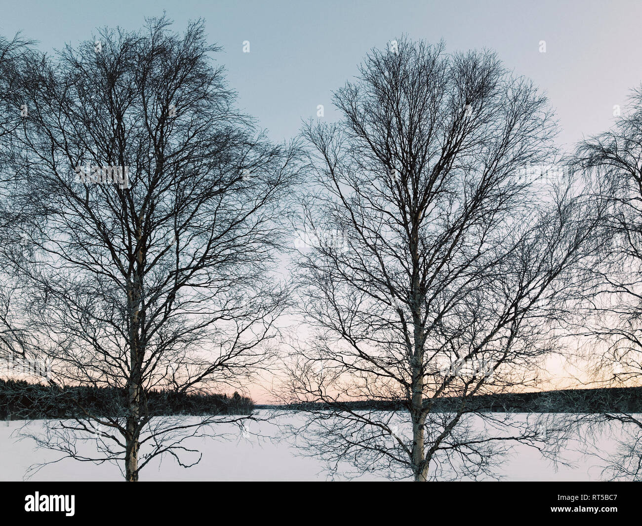 La Suède, Lulea, deux arbres à l'aube d'hiver Banque D'Images