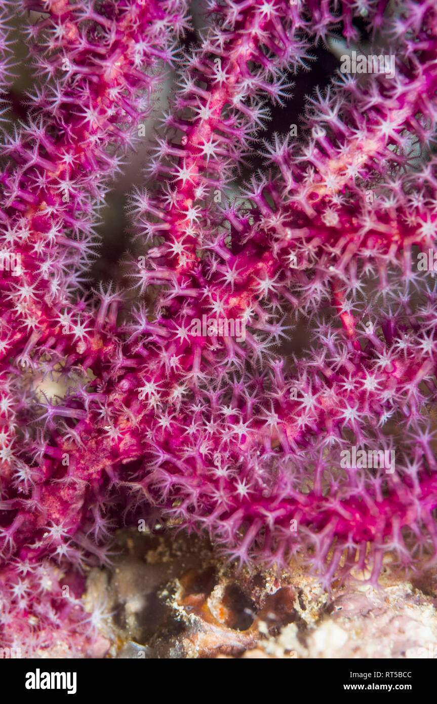 Gorgones gorgones sur les polypes. La Papouasie occidentale, en Indonésie. Banque D'Images