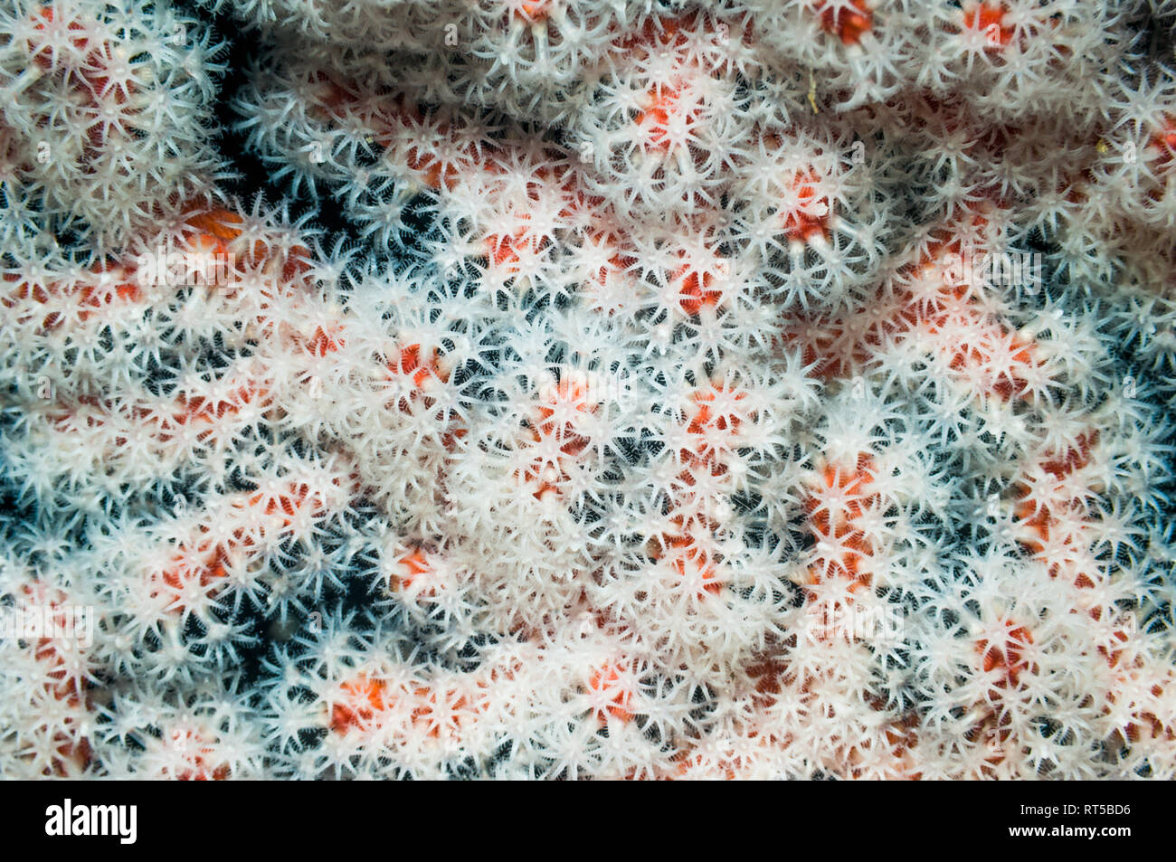 Gorgones gorgones sur les polypes. La Papouasie occidentale, en Indonésie. Banque D'Images