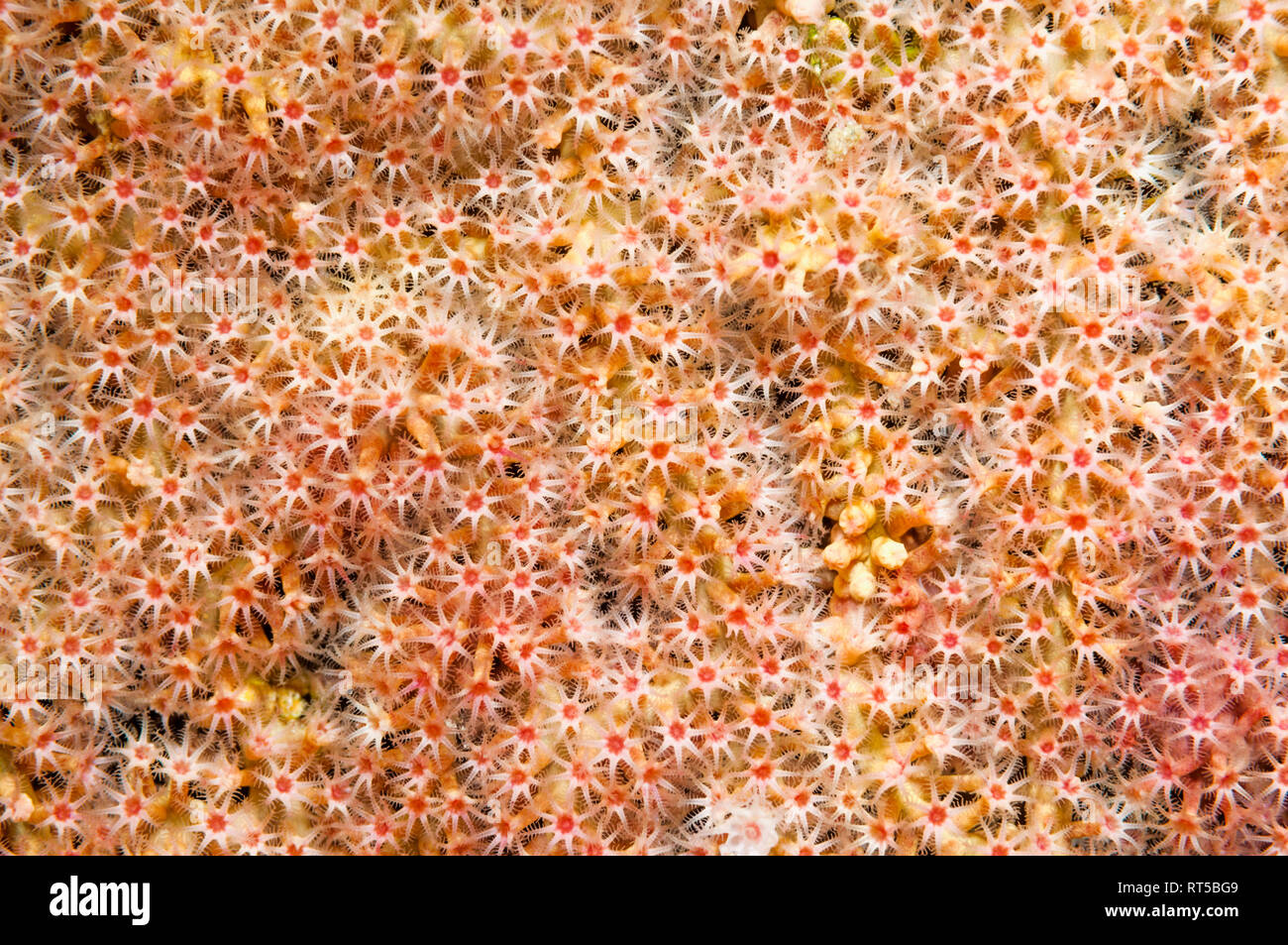 Gorgones gorgones sur les polypes. La Papouasie occidentale, en Indonésie. Banque D'Images