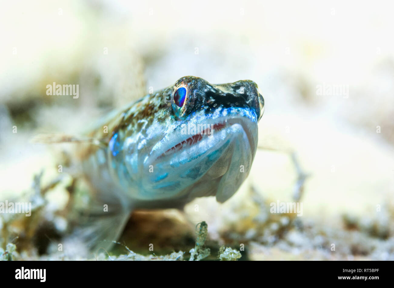 Reef lizardfish [Synodus variegatus]. Puerto Galera, Pilippines. Banque D'Images