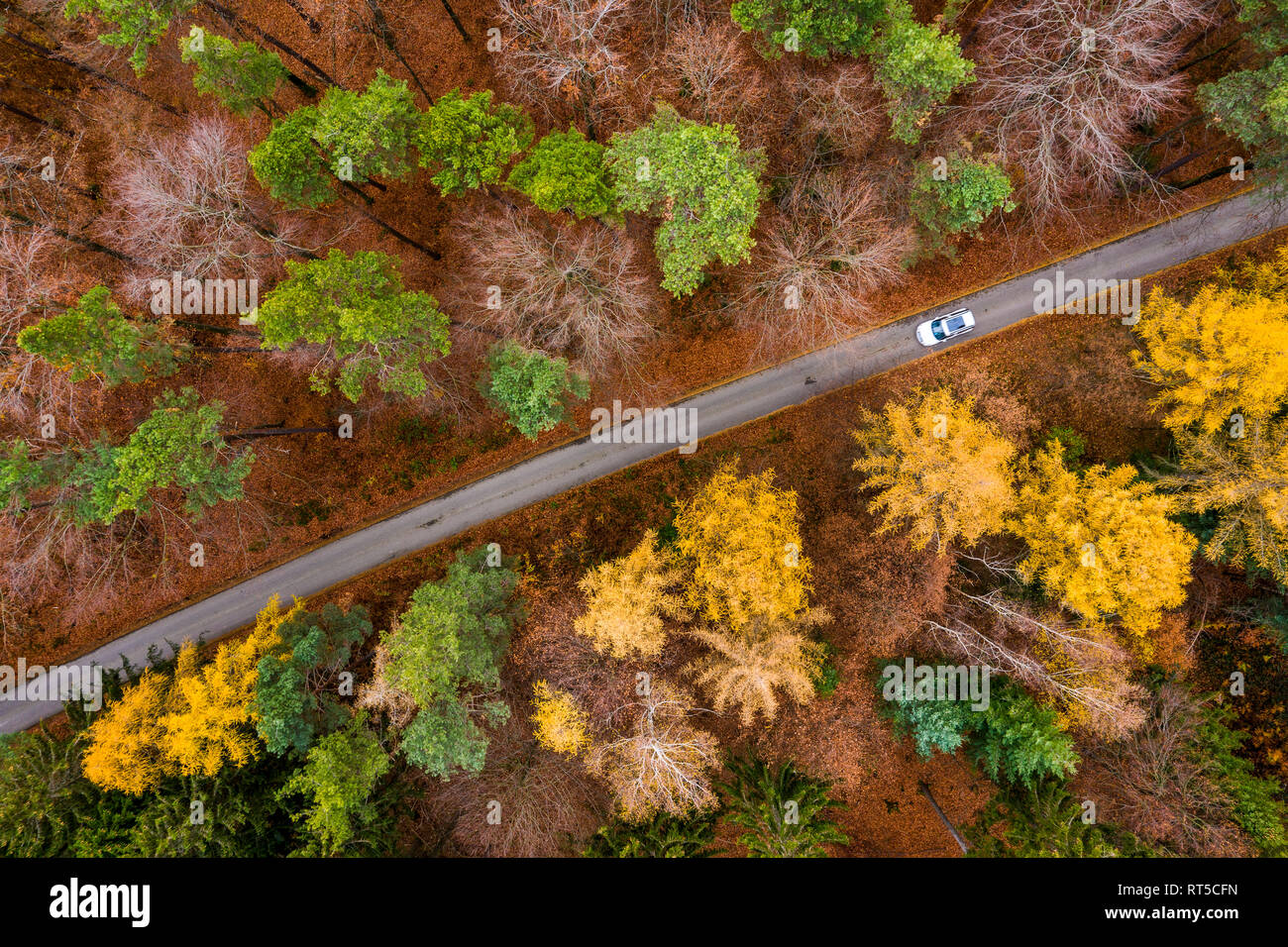 Allemagne, Bavière, souabe frankenwald, vue aérienne de la forêt en automne, route forestière Banque D'Images