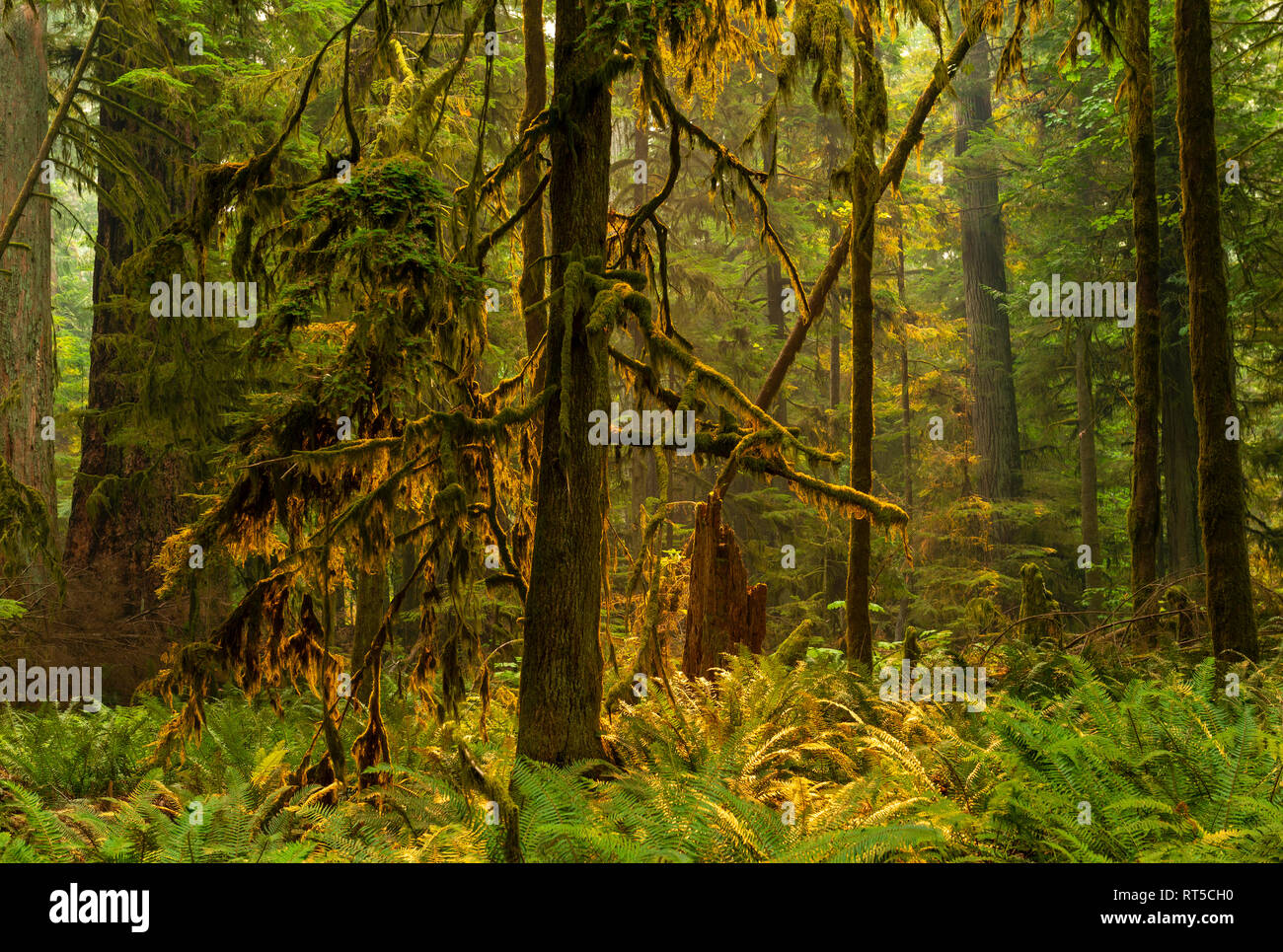 La forêt tropicale avec des bois de cèdre rouge et feuillage vert luxuriant à l'intérieur du Parc Provincial MacMillan au coucher du soleil, l'île de Vancouver, Canada. Banque D'Images