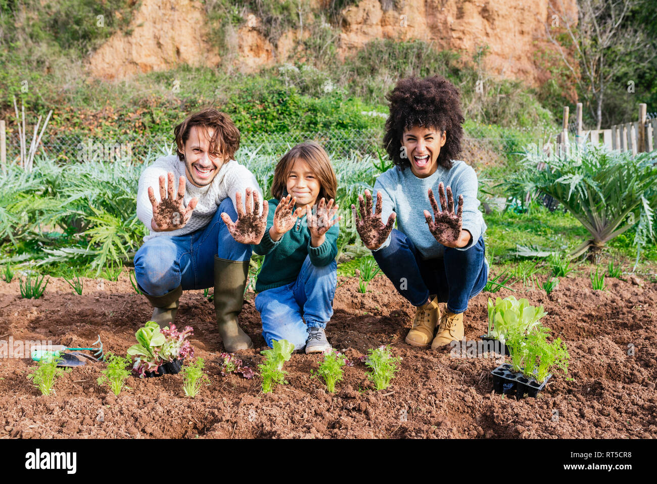 La plantation des semis de laitue de la famille dans le jardin de légumes, montrant les mains, plein de sol Banque D'Images