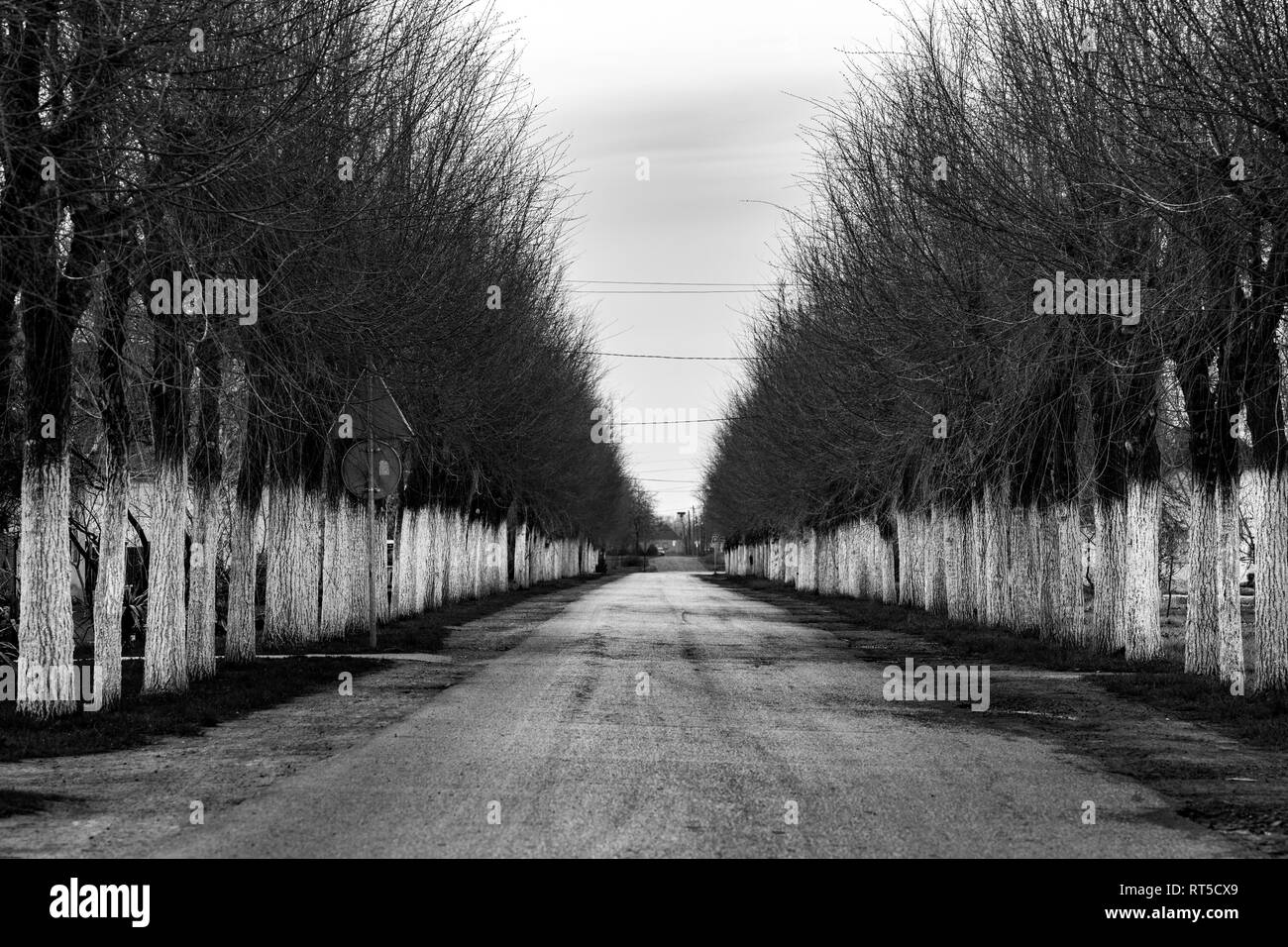 Une rangée d'arbres, en noir et blanc, le long de la route, un arbre effrayant intéressant, demi-scène peint en blanc, comme la protection contre les insectes Banque D'Images