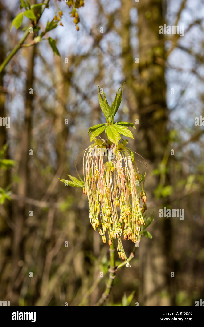 Bourgeons rouge sur les arbres au printemps Banque D'Images