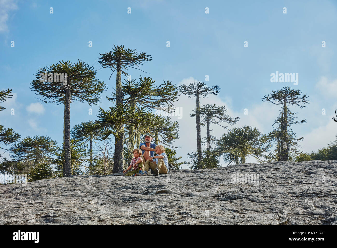 Le Chili, le Parc National Nahuelbuta, Puren, homme assis avec des fils sur boulder en forêt d'Araucaria Banque D'Images