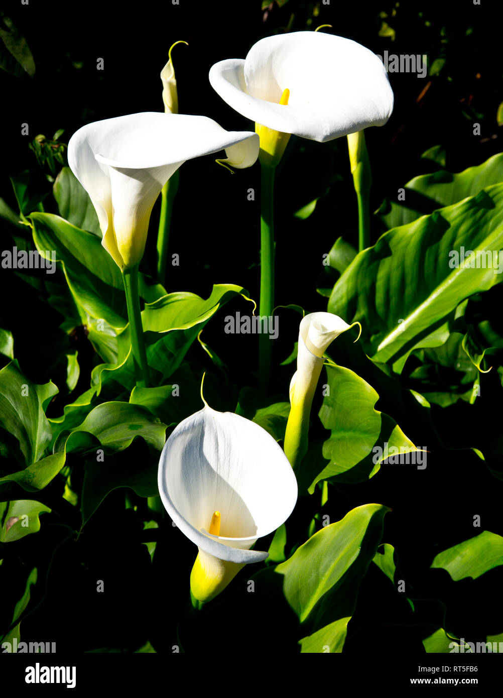 Calla Lillies Dans le Golden Gate Park, San Francisco. Banque D'Images