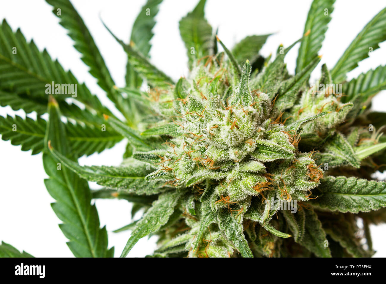 Variété de cannabis populaire connu sous le nom de colle de gorille numéro  quatre isolé sur fond blanc Photo Stock - Alamy