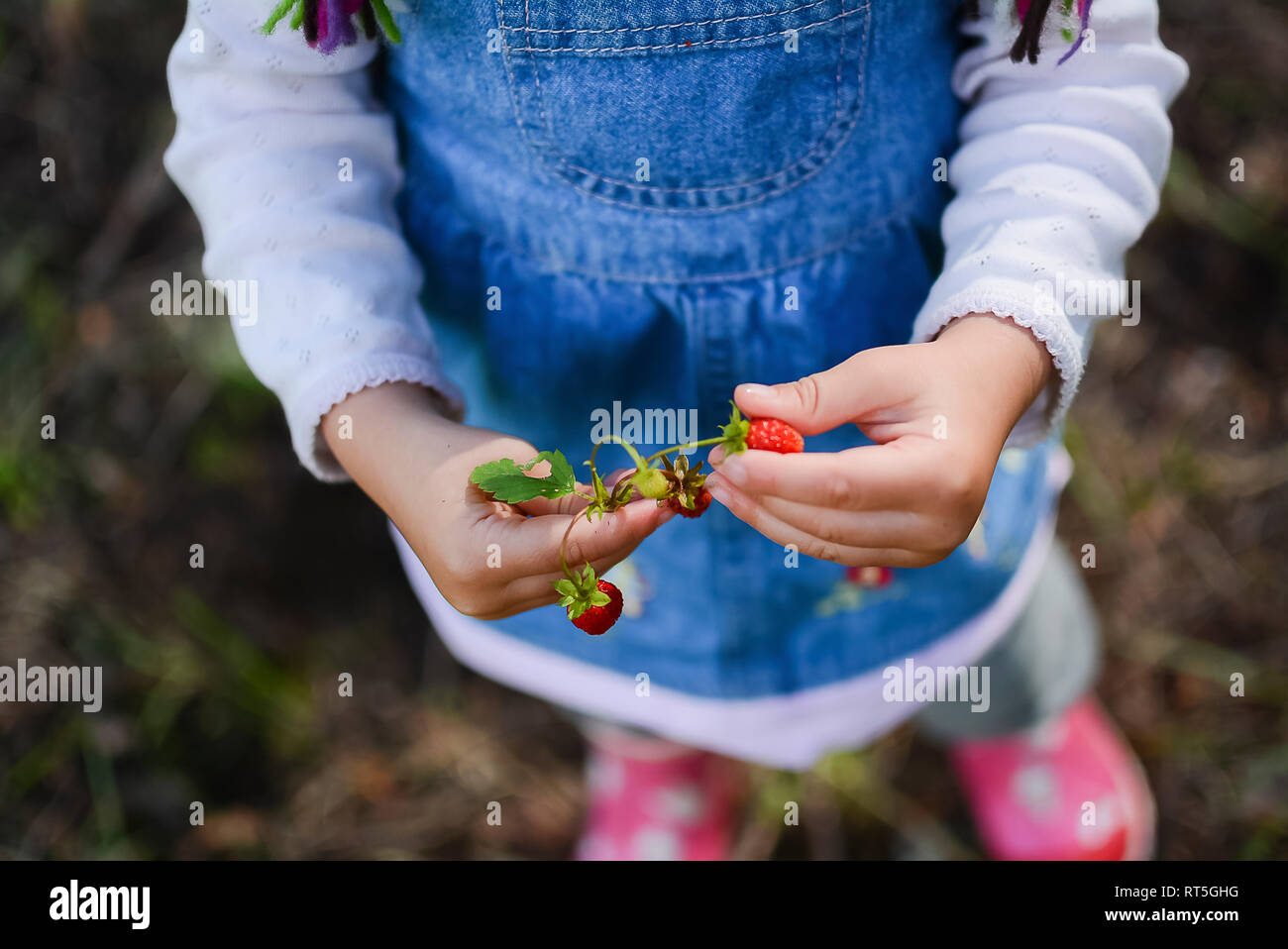 Mains de little girl holding les fraises des bois, vue partielle Banque D'Images