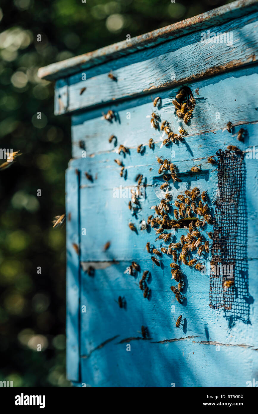 Ruche et abeilles à miel Banque D'Images