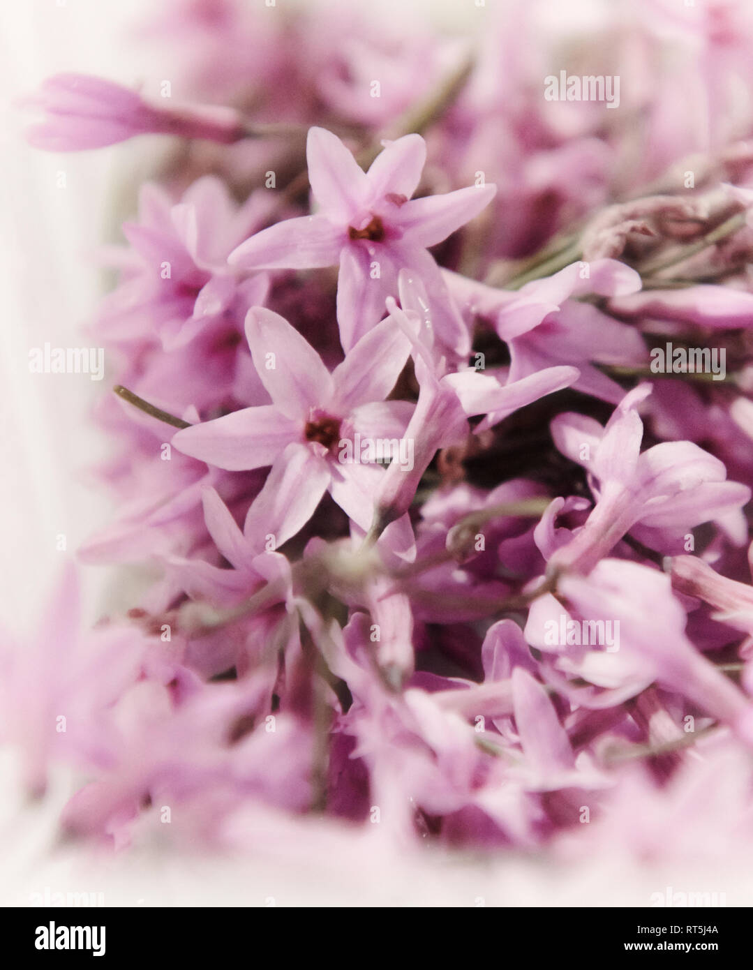 Belles fleurs violettes congelés pour être utilisés comme garniture dans un restaurant 5 étoiles. Banque D'Images