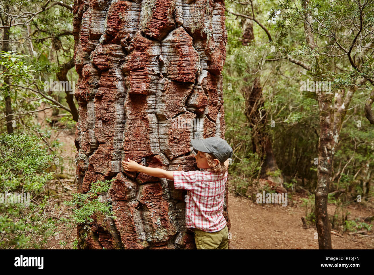 Le Chili, le Parc National Nahuelbuta, Puren, garçon embrassant un vieux arbre Araucaria Banque D'Images
