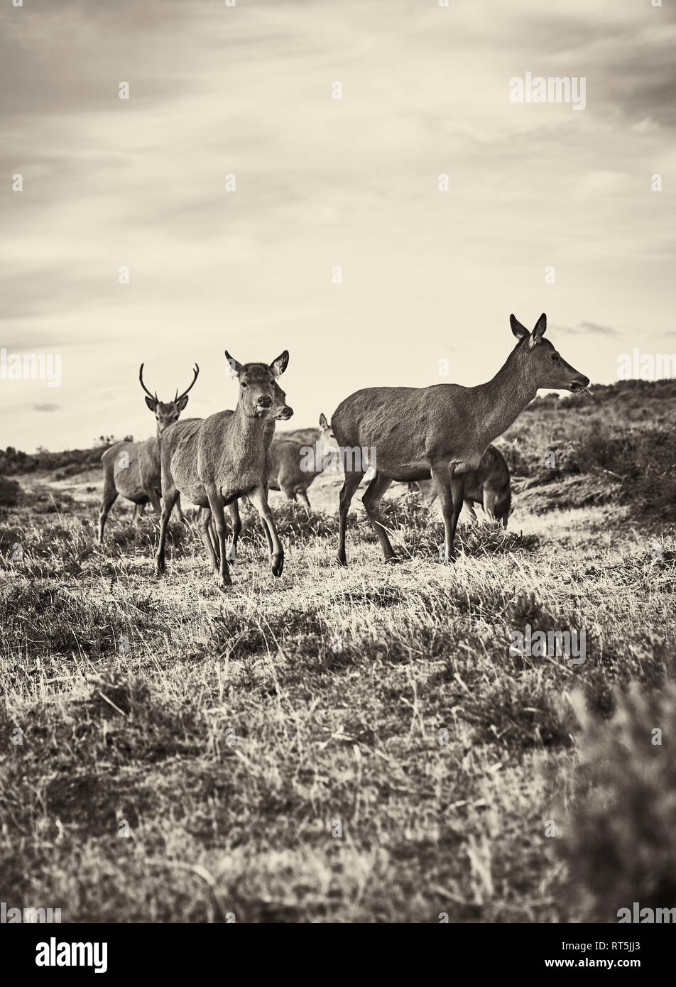Chili, Terre de Feu, Porvenir, deer running in grass Banque D'Images