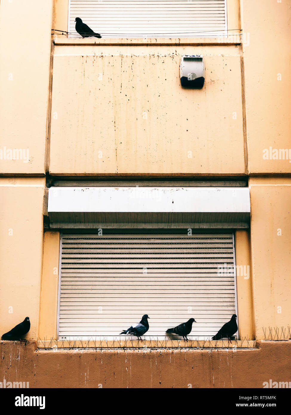 Portugal, Lisbonne, Pigeons assis sur un rebord de fenêtre Banque D'Images