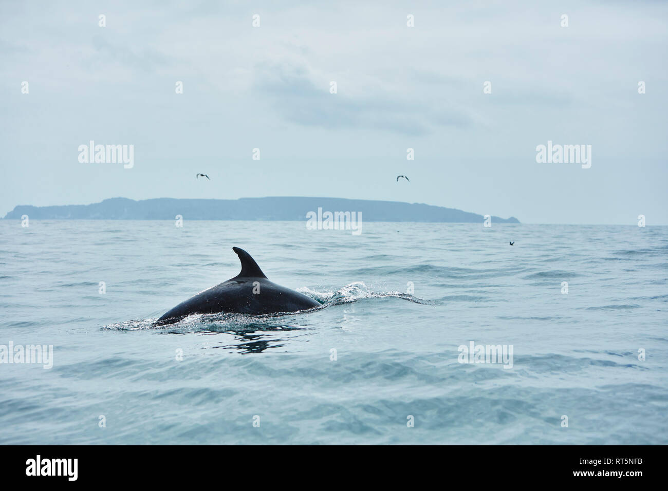 Le Chili, Coquimbo, Humboldt Penguin Réserve nationale, la baleine qui émerge de la mer Banque D'Images