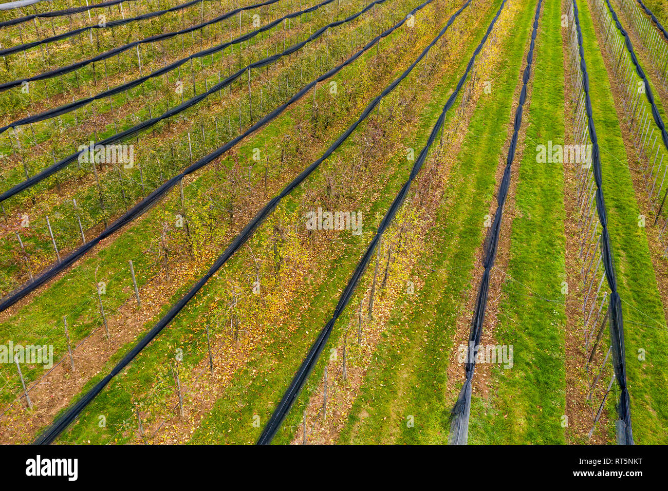 Allemagne, Bade-Wurtemberg, vue aérienne du verger à l'automne Banque D'Images