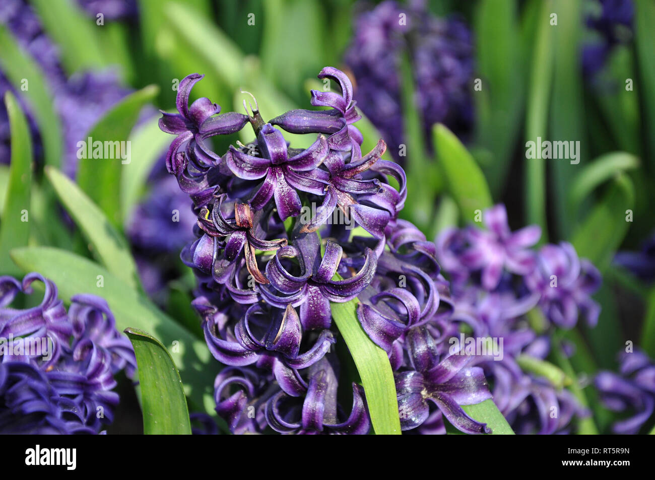 Close-up of a jacinthe violette fleurir dans le jardin par beau temps en mai, selective focus Banque D'Images