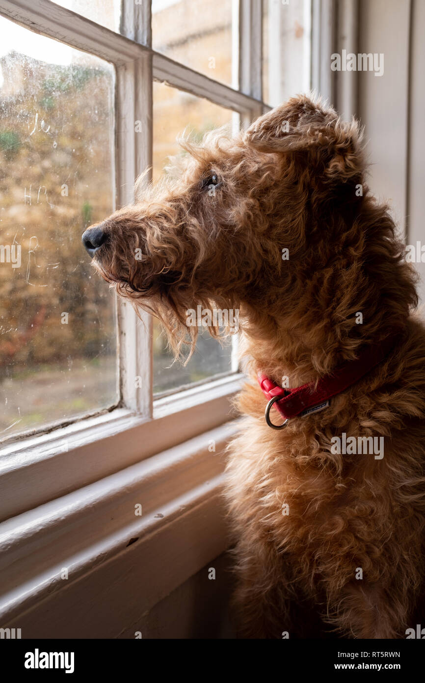 Un terrier irlandais assis dans une fenêtre wishfully, le soleil attraper le profil latéral du chien Banque D'Images