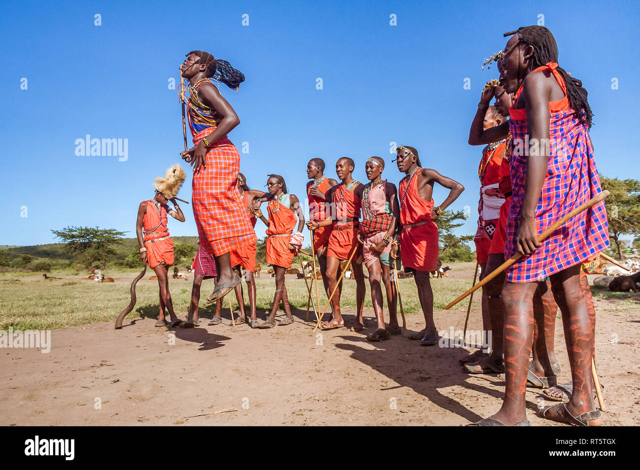 Le Masai Mara, Kenya, le 23 mai 2017 : les guerriers Masaï en costume traditionnel de sauter lors d'un rituel. Banque D'Images