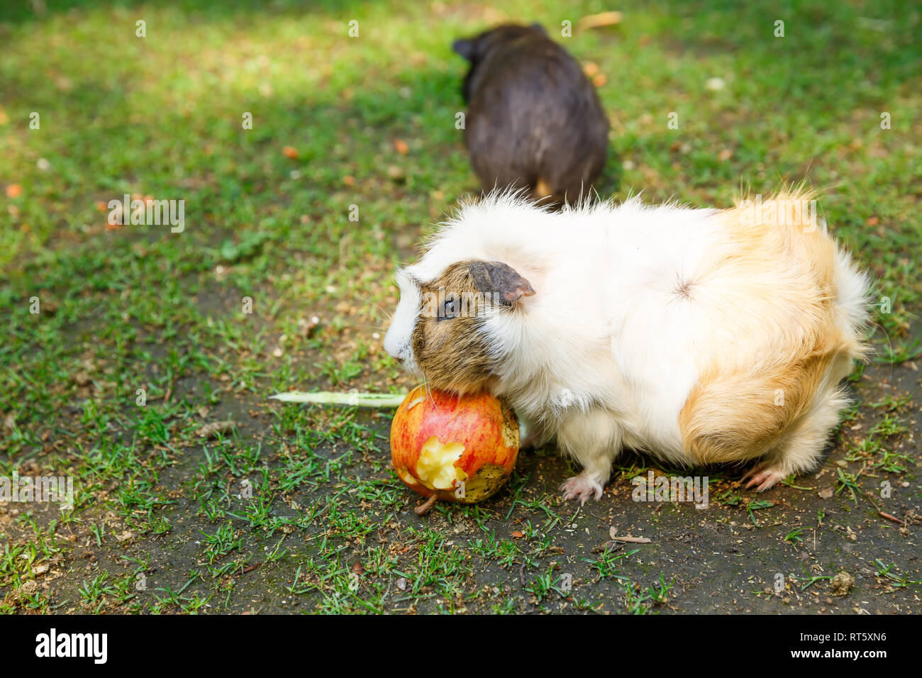 Les cochons de manger une pomme dans le jardin. Banque D'Images