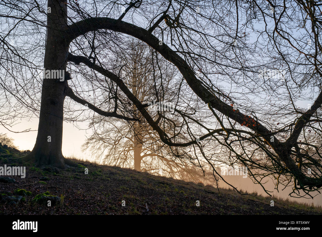 Hêtres hivernaux et brouillard tôt le matin dans le parc de Blenheim, Woodstock, Oxfordshire, Angleterre Banque D'Images