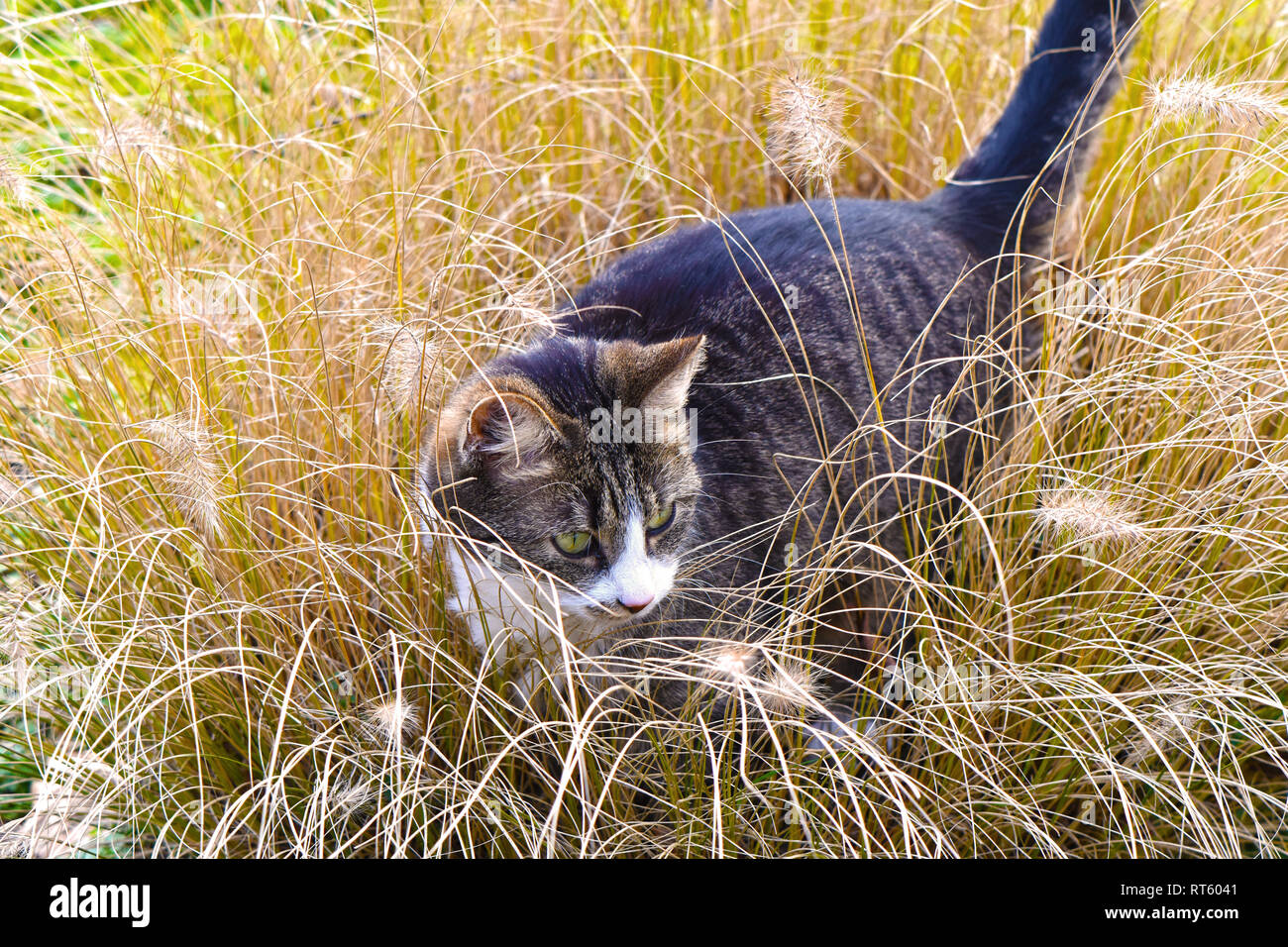Jeune chat marcher dans les longues herbes séchées Banque D'Images