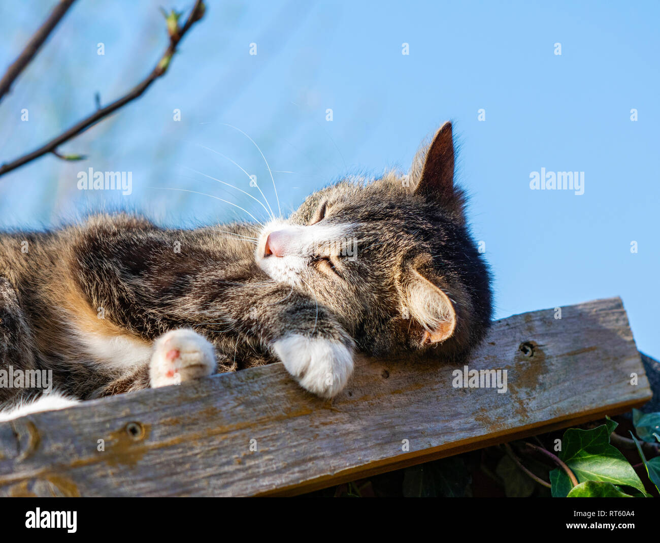 Jeune chat couché sur un toit en appentis dans le jardin et profiter de la chaleur du soleil Banque D'Images