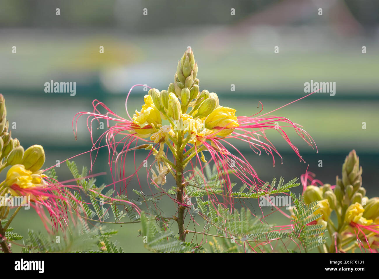 Caesalpinia Gilliesii de fleurs sur une journée ensoleillée. Banque D'Images