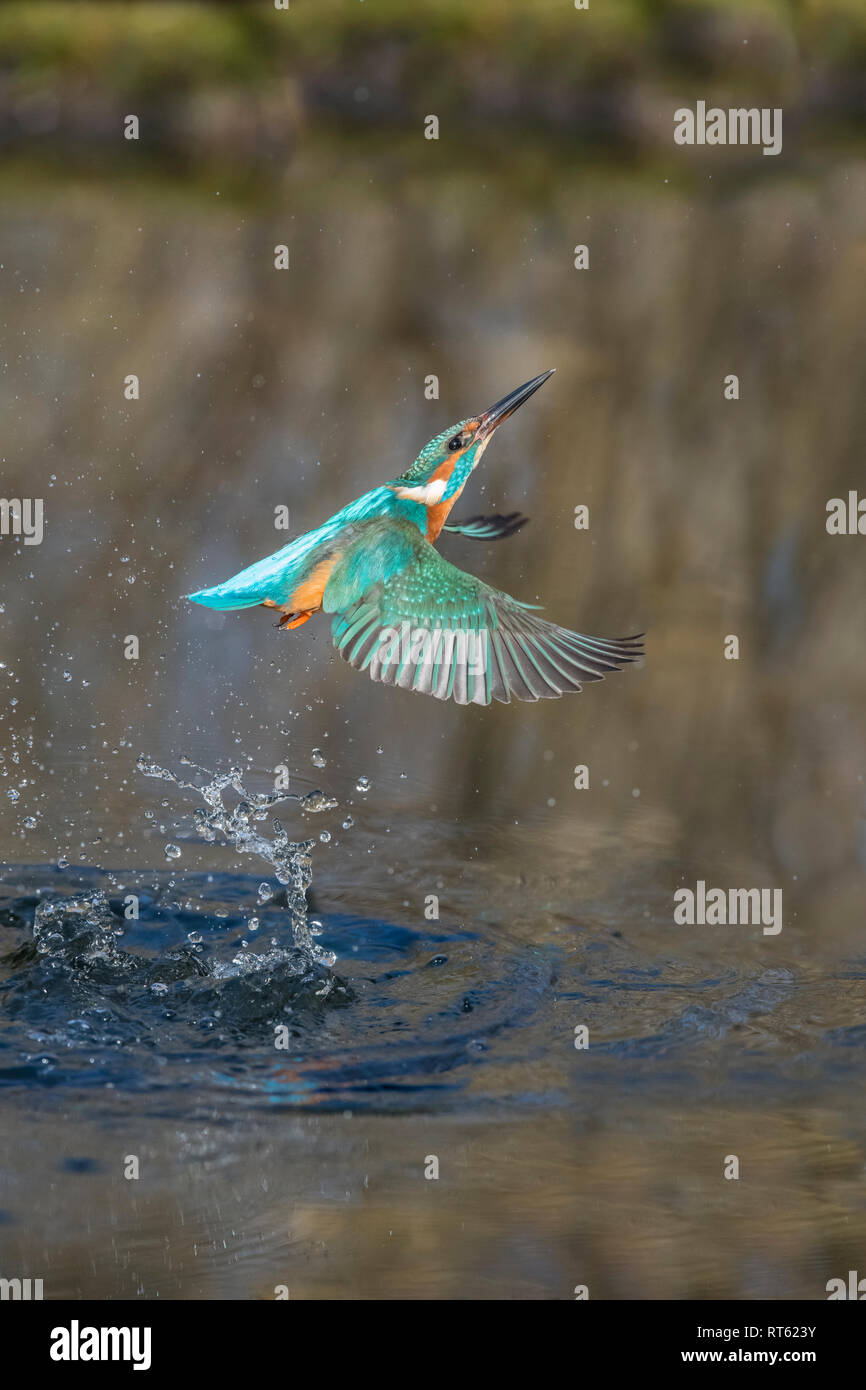 Alcedo atthis, OPTIMIZE, European Common Kingfisher Banque D'Images