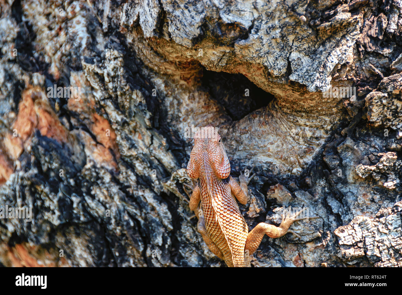 Un gros plan de la tête et de la région dorsale d'un homme oriental garden lizard, Calotes versicolor. Teinte cramoisie/orange signifie que c'est la saison de reproduction. Banque D'Images