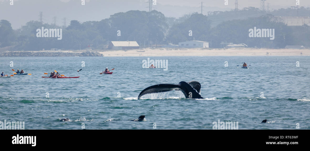 Les kayakistes chase lob-tailing baleine dans l'océan au large de la Californie Banque D'Images