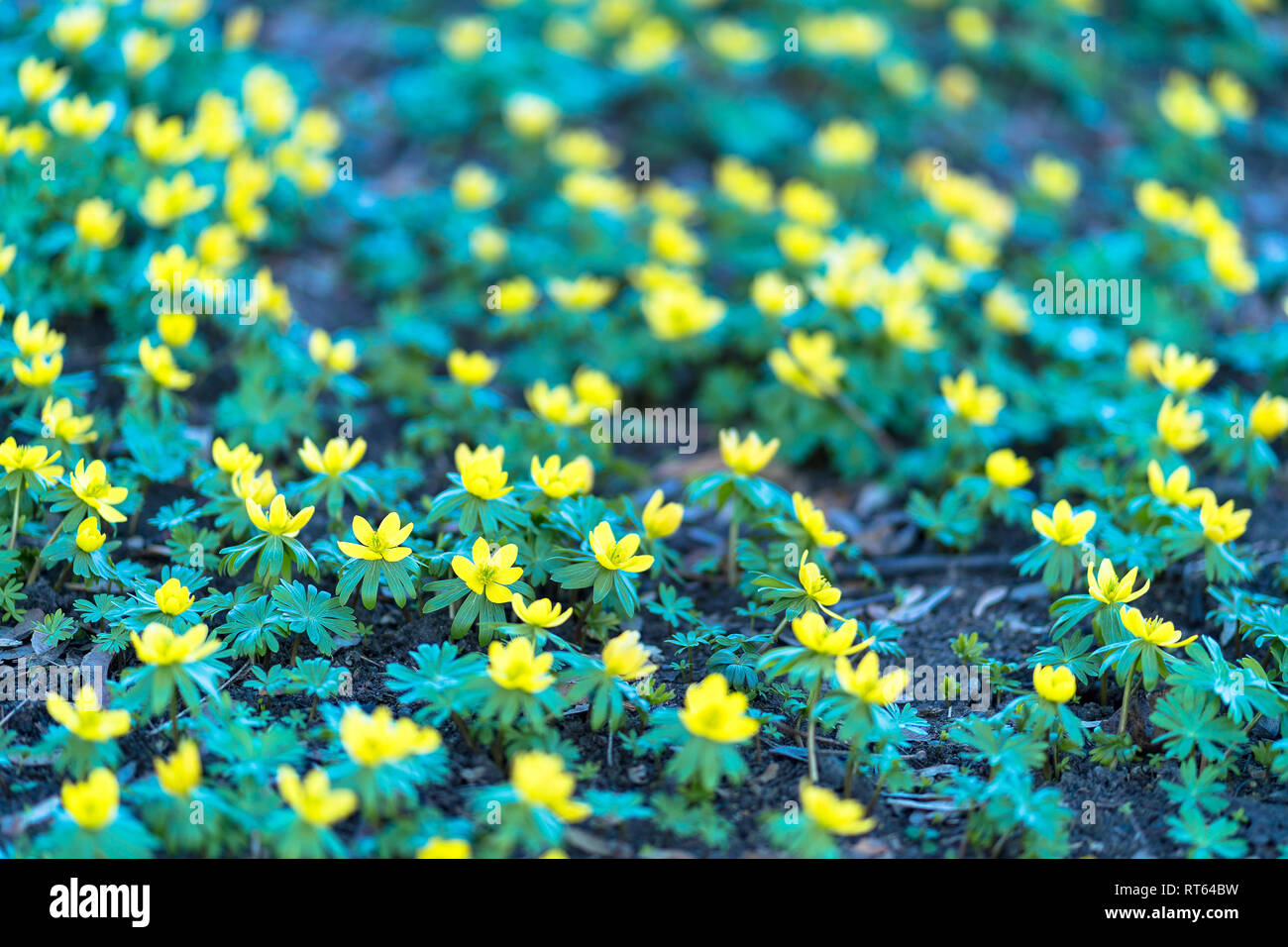L'hiver en fleurs fleurs aconite Banque D'Images