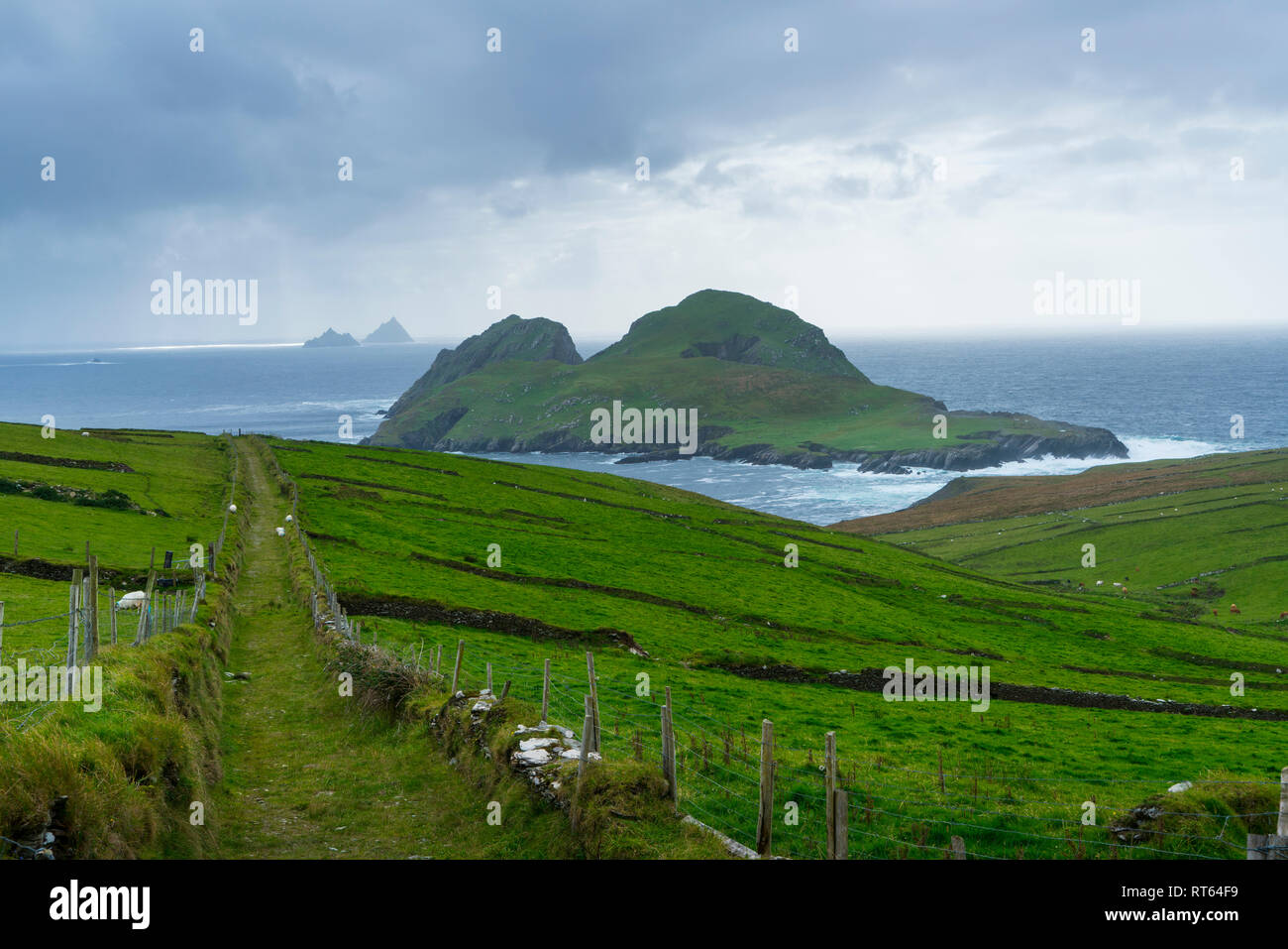 L'île de Skellig Michael, Macareux moine, comté de Kerry, Irlande, Europe Banque D'Images