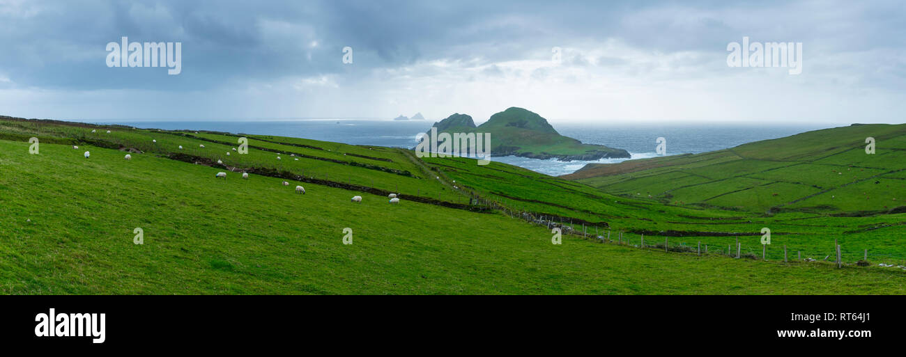 L'île de Skellig Michael, Macareux moine, comté de Kerry, Irlande, Europe Banque D'Images