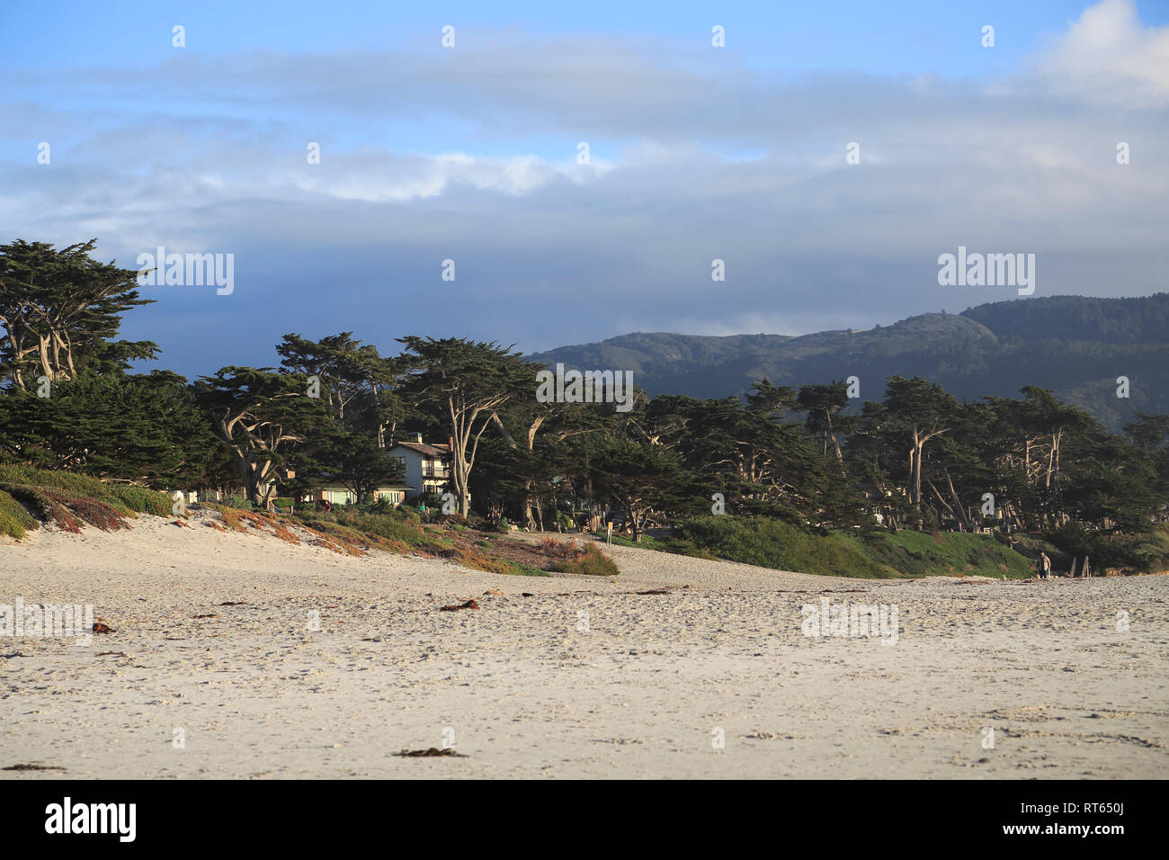 Plage, Carmel by the Sea, Cyprès de Lambert (Cupressus macrocarpa), arbres, l'océan Pacifique de la péninsule de Monterey, Californie, États-Unis Banque D'Images