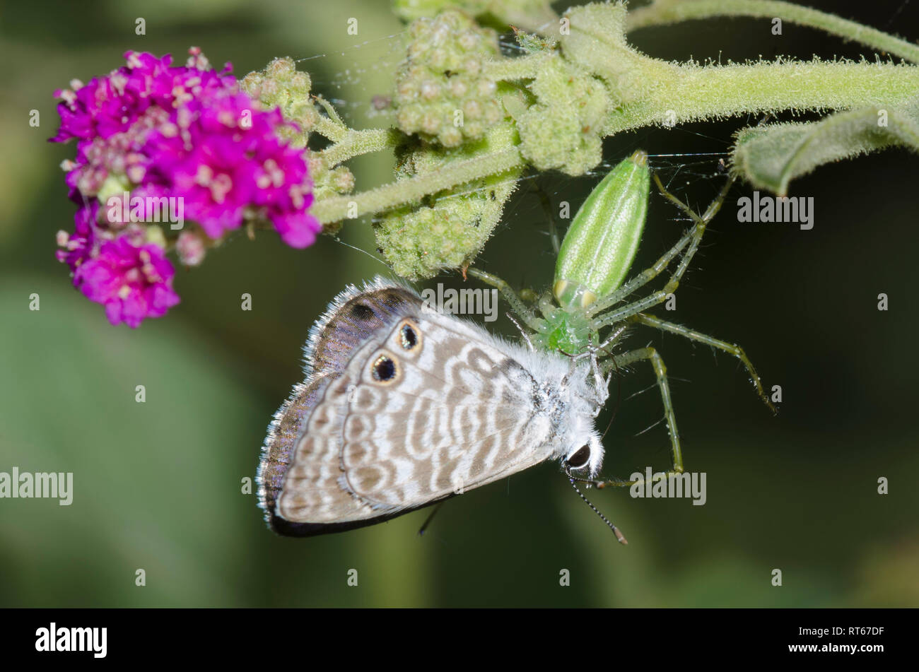 Araignée Lynx, Peucetia sp., l'alimentation sur les saisies, Bleu Marine Leptotes marina, sur Scarlet Spiderling, Boerhavia coccinea Banque D'Images
