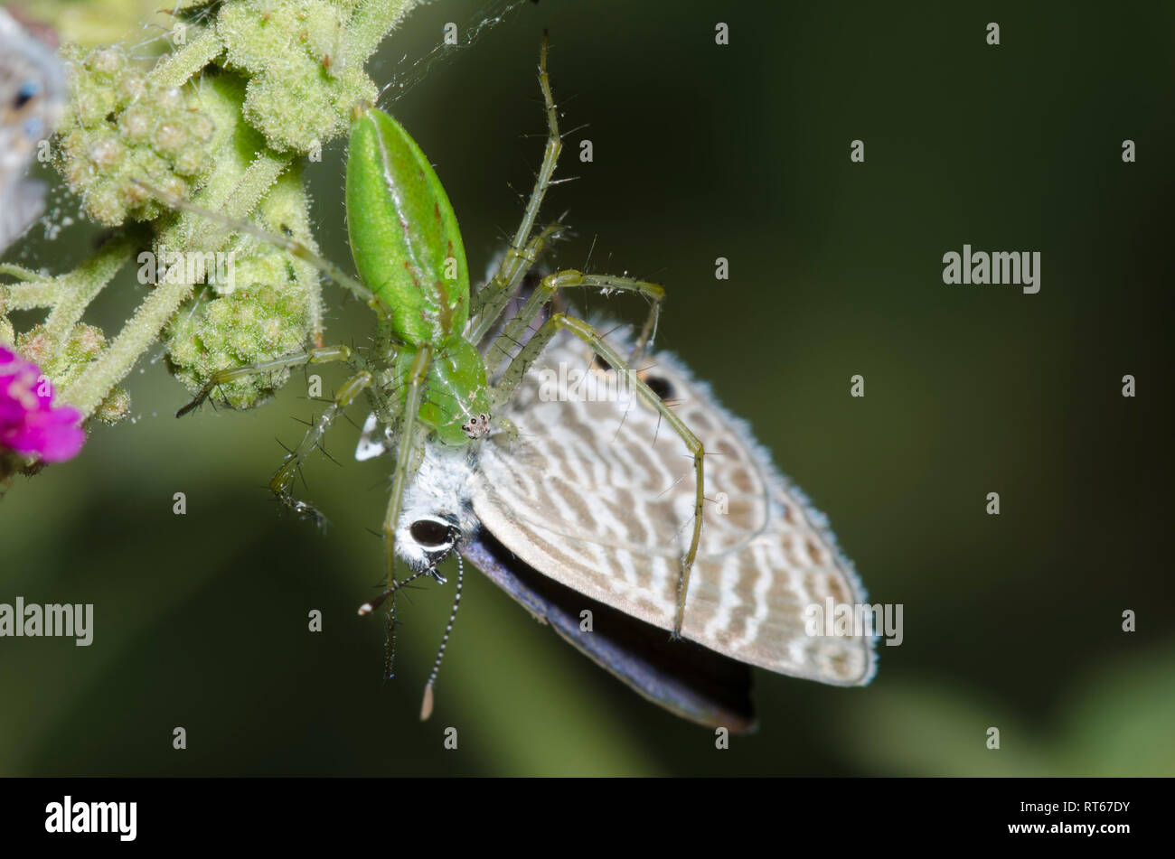 Araignée Lynx, Peucetia sp., l'alimentation sur les saisies, Bleu Marine Leptotes marina, sur Scarlet Spiderling, Boerhavia coccinea Banque D'Images