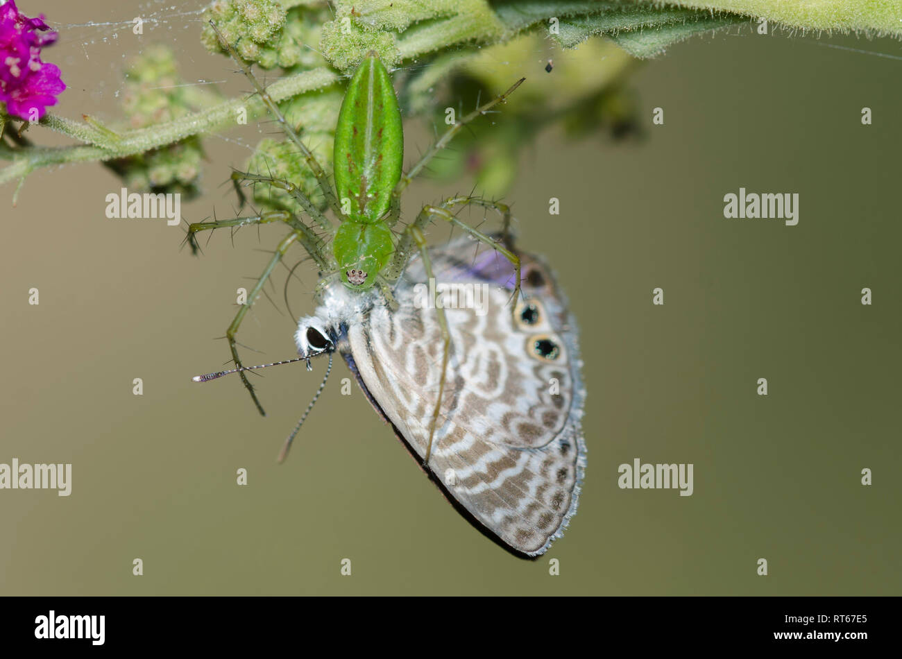 Araignée Lynx, Peucetia sp., l'alimentation sur les saisies, Bleu Marine Leptotes marina, sur Scarlet Spiderling, Boerhavia coccinea Banque D'Images