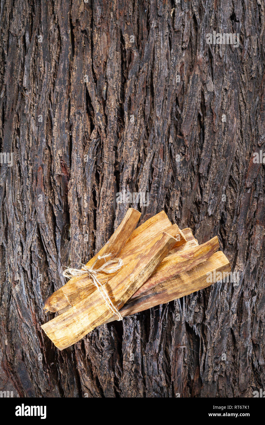 Bursera graveolens, essence et résine. en espagnol ("palo santo") est un arbre sauvage d'Amérique latine. utilisé comme encens. Banque D'Images